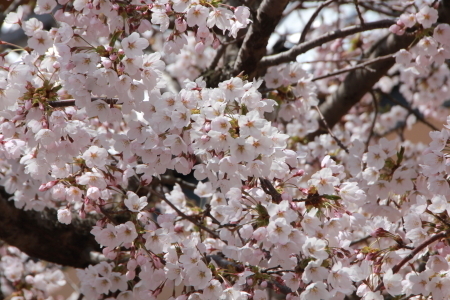 IMG_8555.JPG
