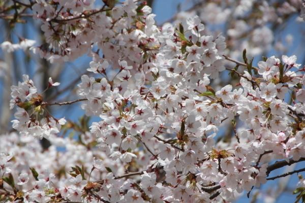 IMG_8825.JPG